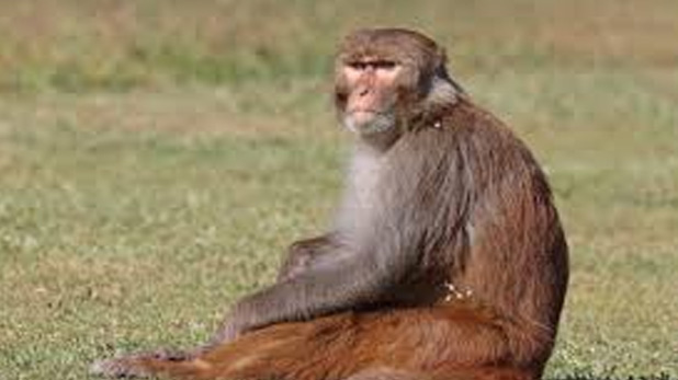 संभल में २० बंदर की रह्सयमय मौत