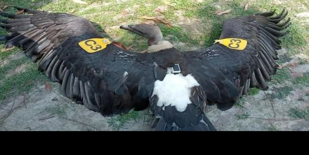 जीपीएस लगा मिला अजीबोगरीब बाज, लोगों में हड़कंप