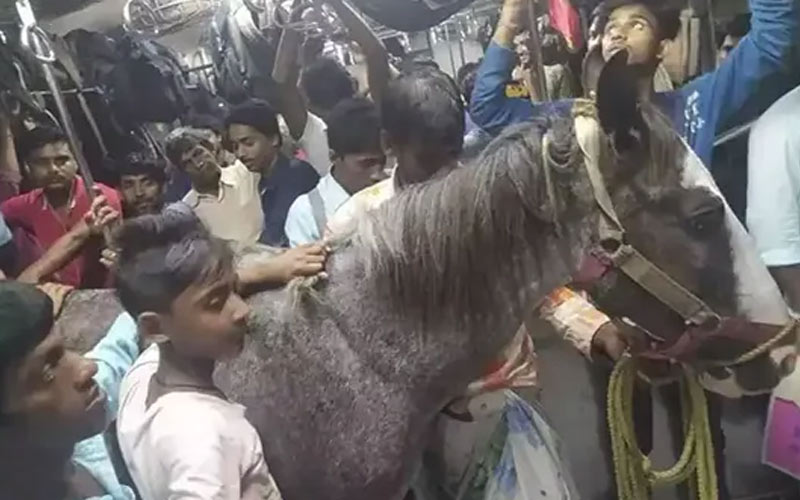 घोड़े ने किया ट्रेन में सफर लोगो के साथ तस्वीर सोशल मीडिया पर वायरल : रेलवे विभागों ने दिए जांच का आदेश