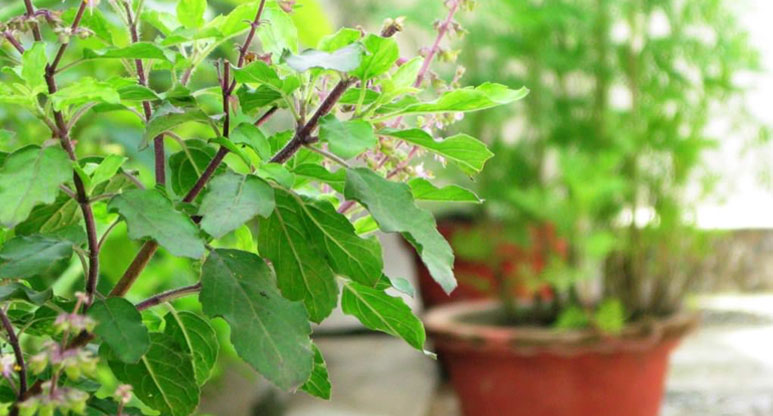 तुलसी का पौधा कर देता है मुसीबत की भवि‍ष्यवाणी