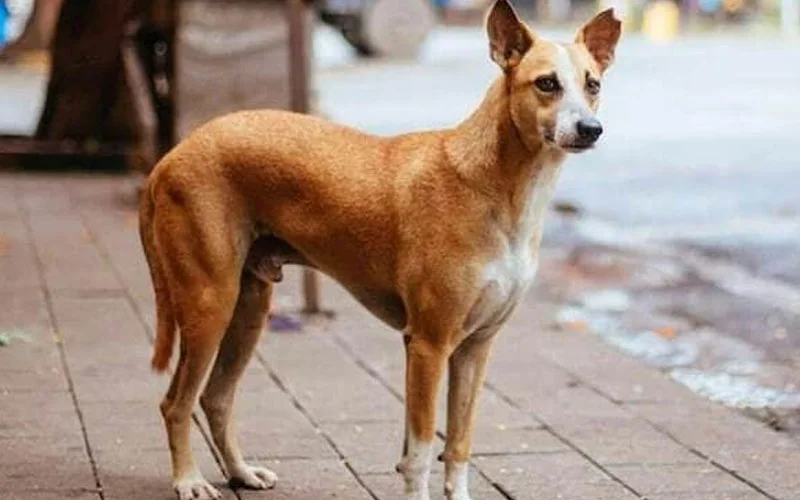 गाजियाबाद में अब कुत्ते को रखने के लिए करना होगा रजिस्ट्रेशन